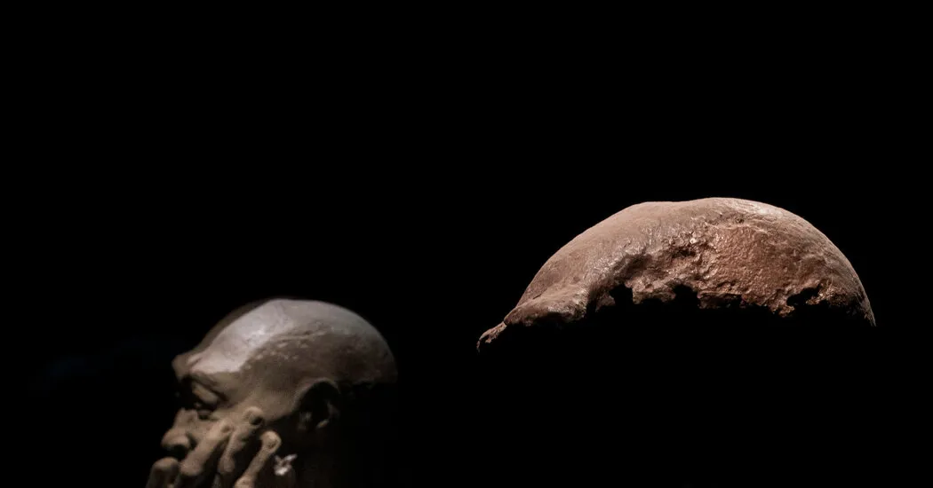 هلندی استخوان های مرد جاوا را با 40000 فسیل بازگرداند