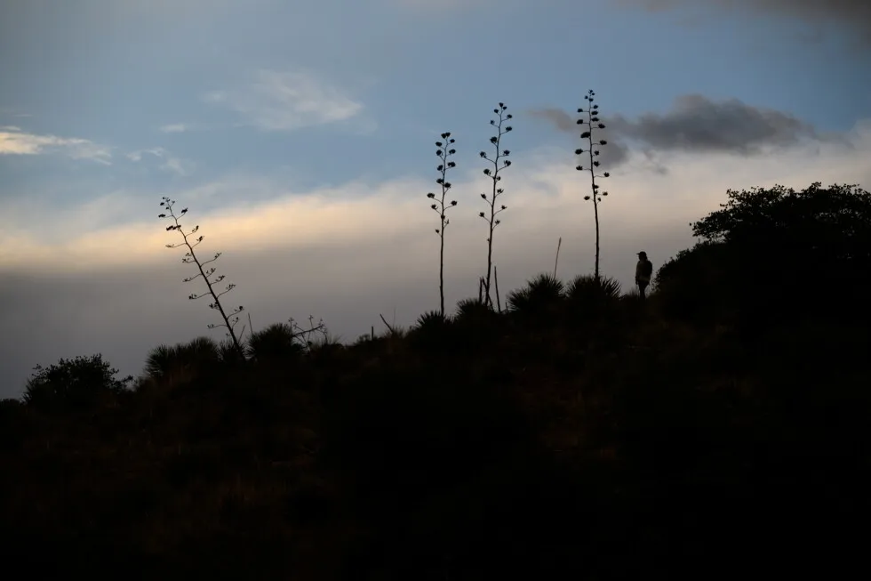 آگاو یا نیم تنه! خفاش های دماغ دراز مکزیکی در جستجوی شهد شیرین به سمت شمال حرکت می کنند