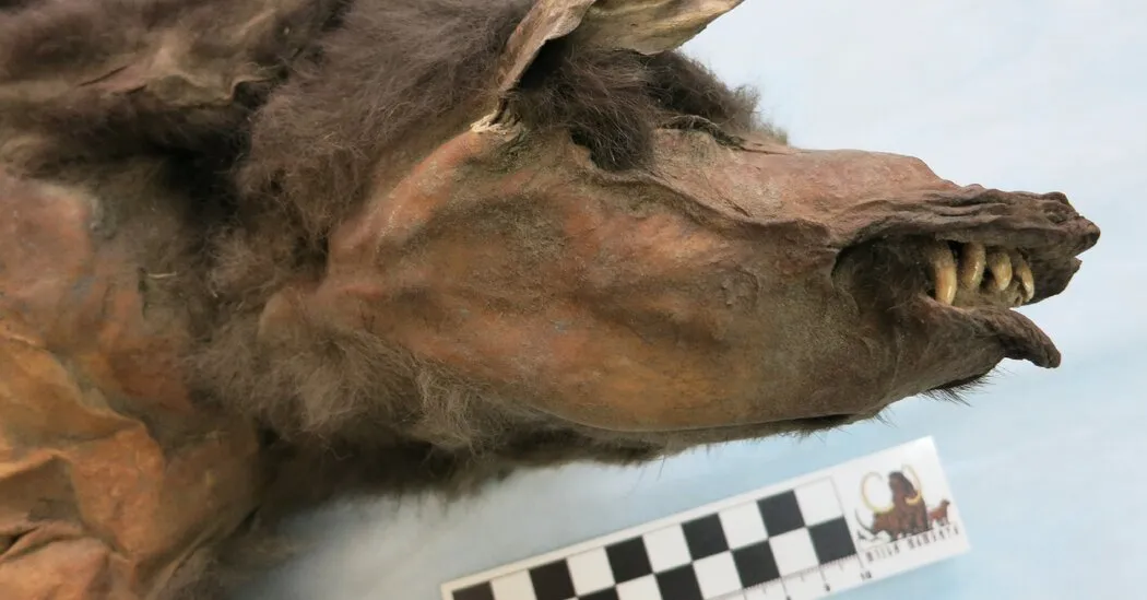 What a Wolf Pup’s Stomach Revealed About the Woolly Rhino’s Extinction
