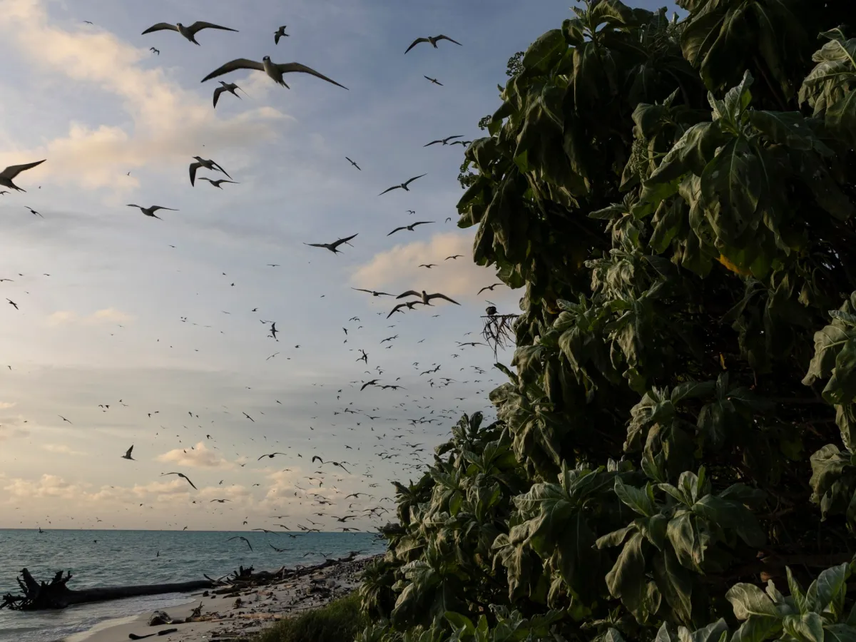 ایالات متحده مقامات جزایر مارشال و پالائو را با استناد به ترس چین تحریم می کند